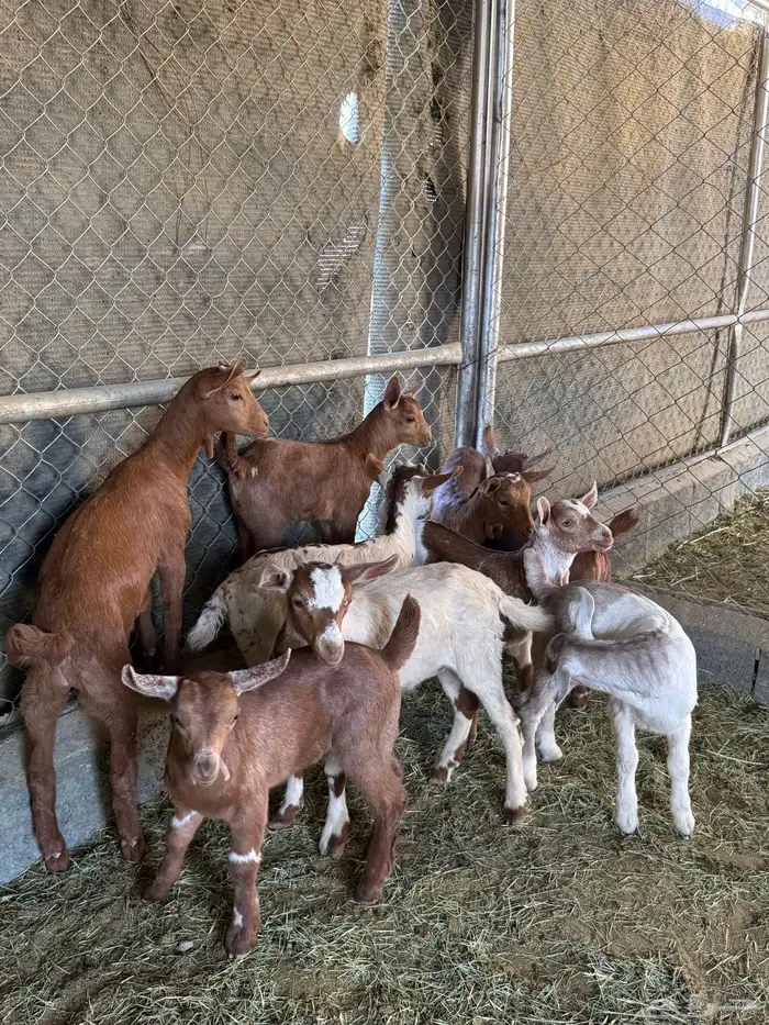 عرس ( تيوس و عنقان حص ) 0