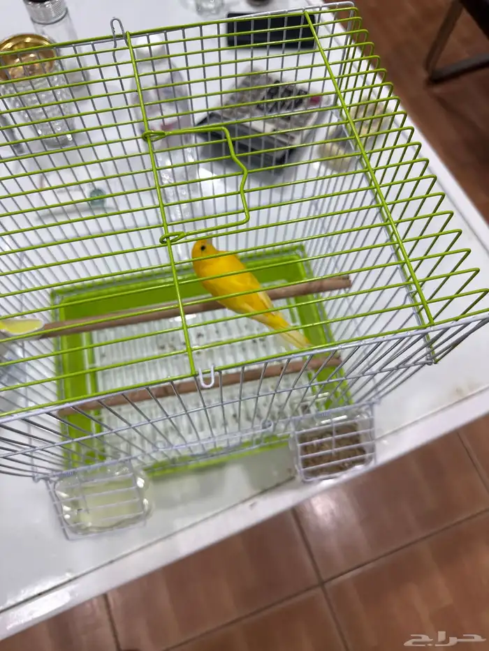 للبيع كناري إيراني 0