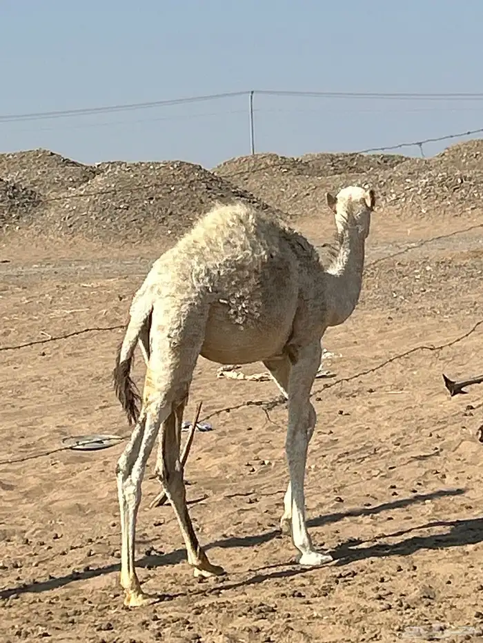 بكره طيبه ساسها طيب وامها مجمعه ومزيونه عمره 6 شهور تقريبا 1