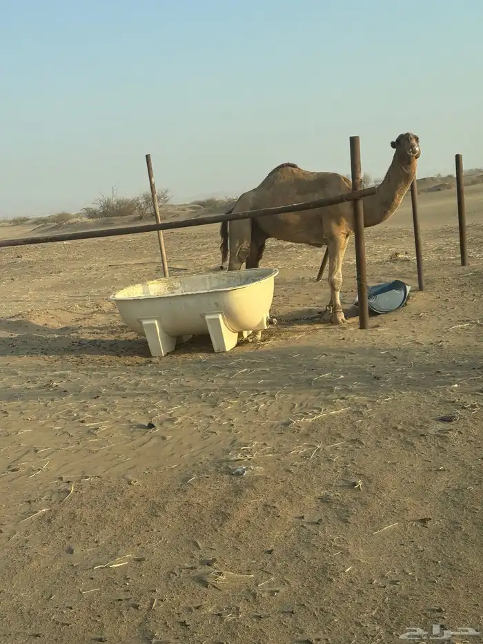 بعير احمر شمالي مشروط 0