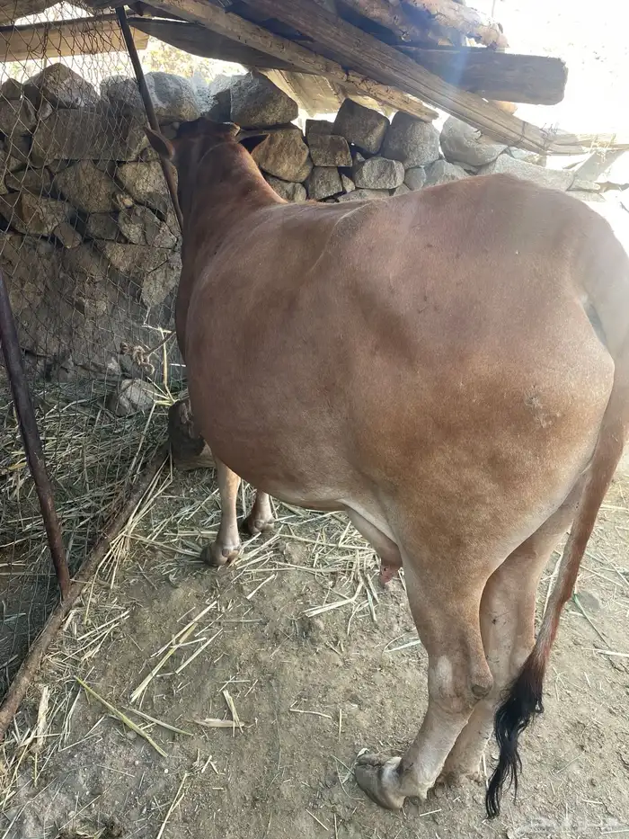 بقرة تحتها حسيل 2