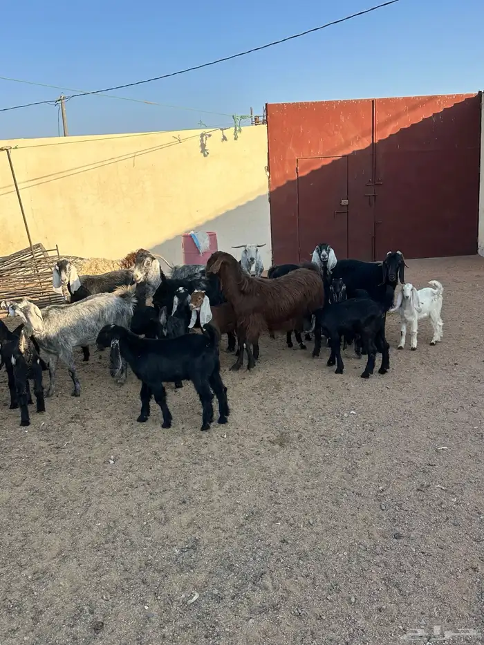 معزا مواليد 7حدرها 13 0