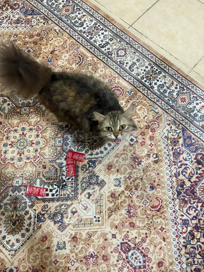 وجدت قطه ضائعه شمال جيزان 0