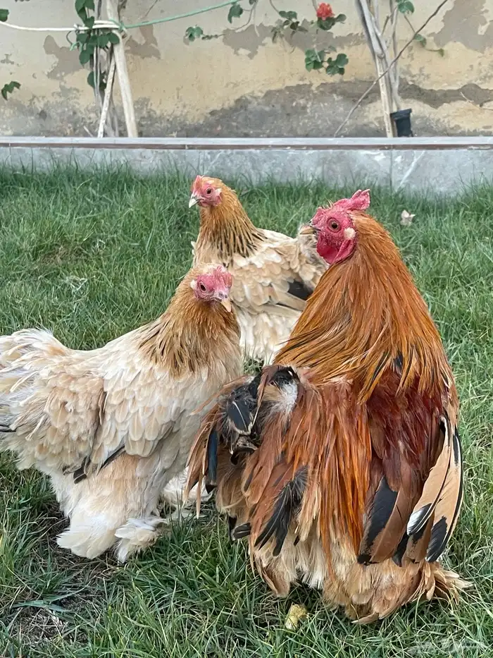 اطقم دجاج كوشن 13