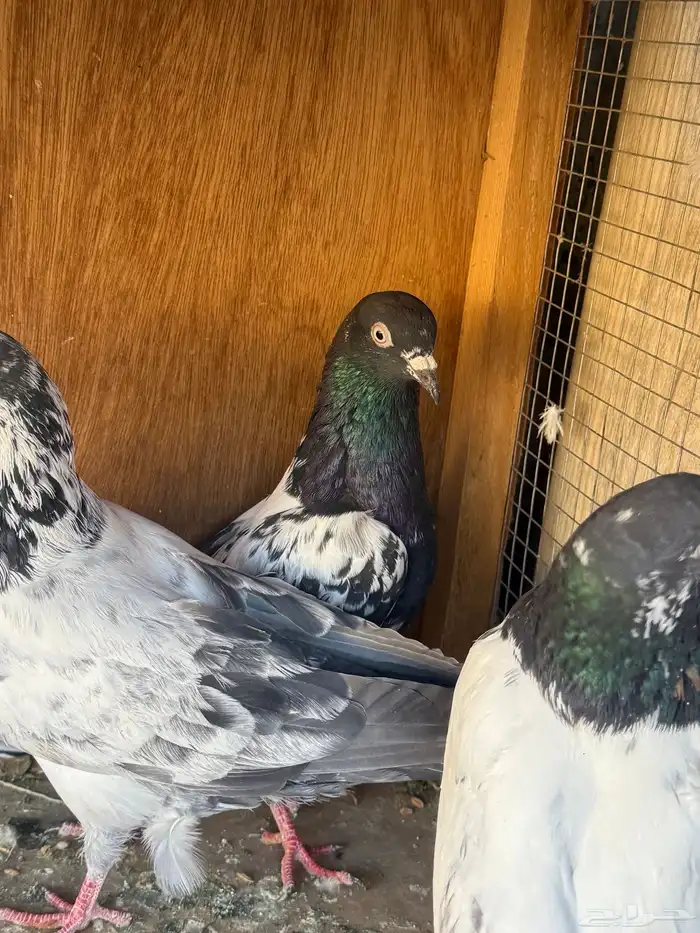 حمام باكستاني 2