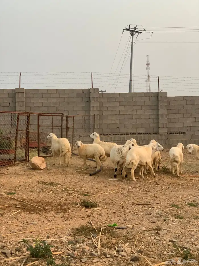 طليان مناسبا 0