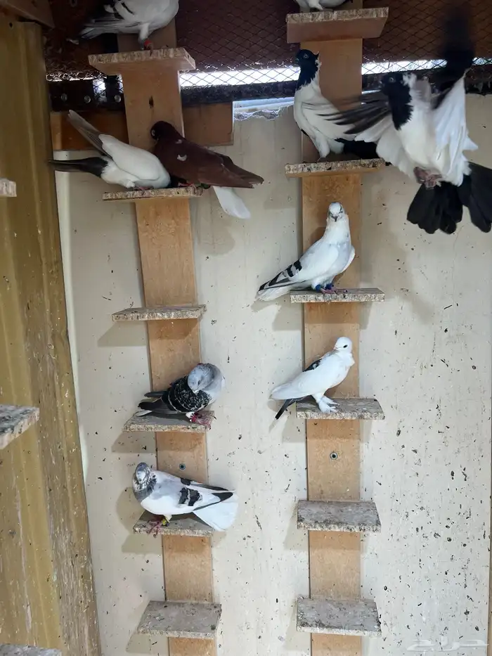 للبيع حمام كش 2