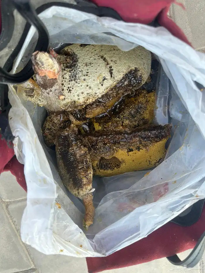 عسل أصلي 100 3