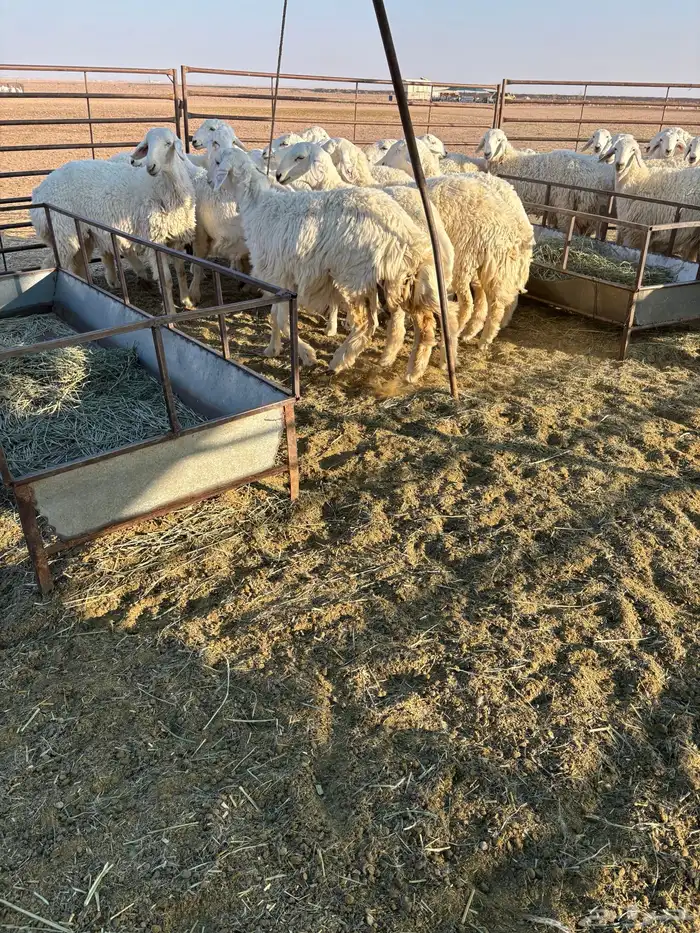 رخال للبيع 0