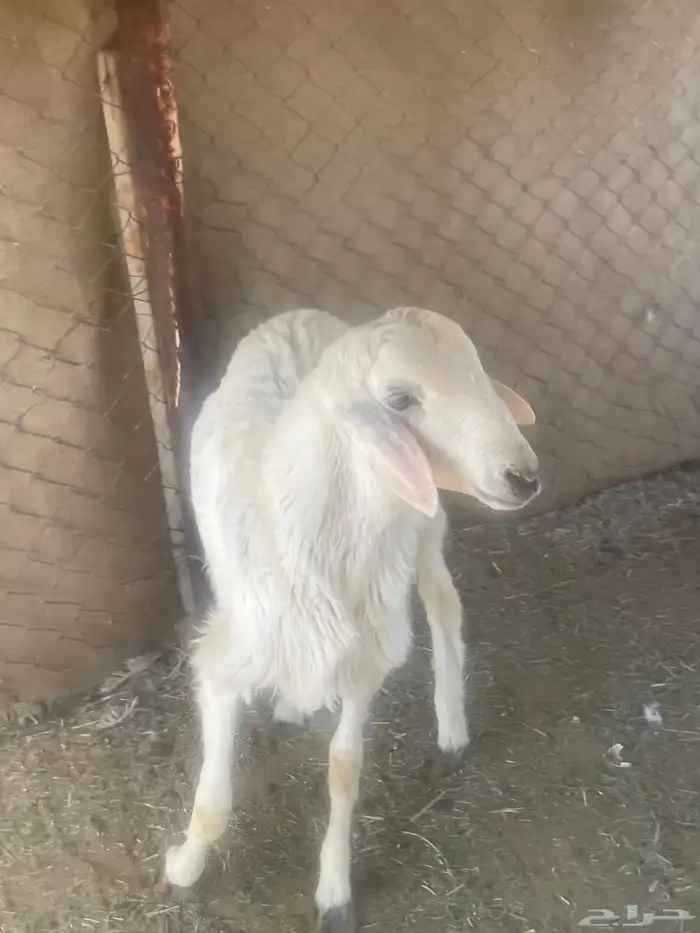 ذبيحه خروف 1