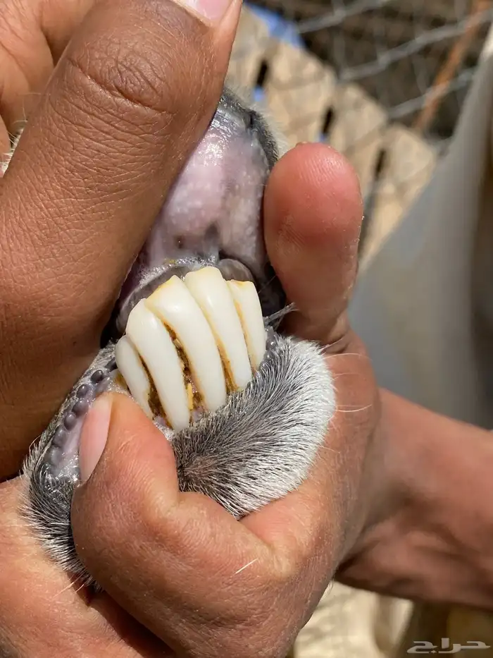 نعاج حبص متاويم 2 تحتهن 4 23