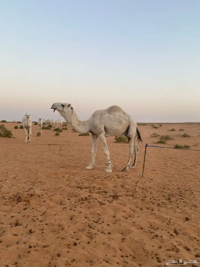 ابل للبيع 11