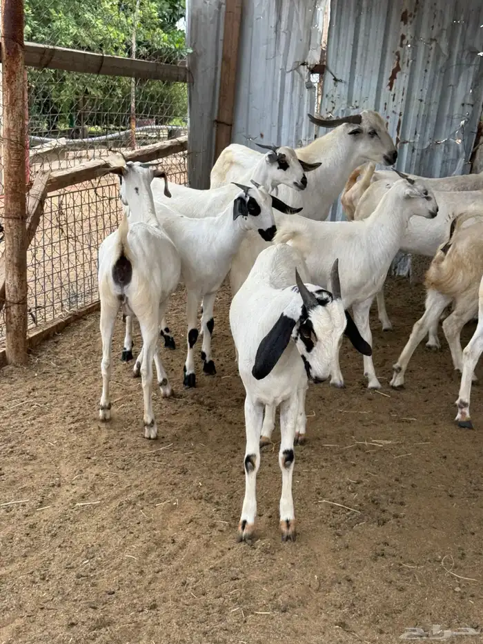 10 جفار بيشيه فاااخرة للي بيأسس مراح 11