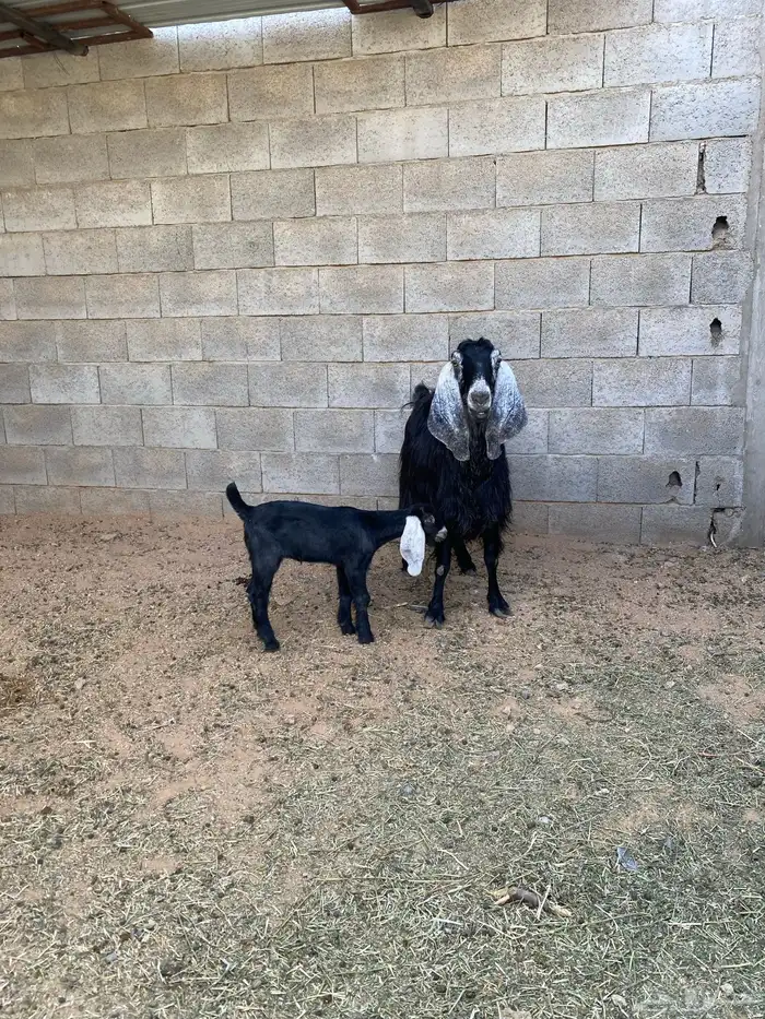 للبيع عنز معها بنتها 0