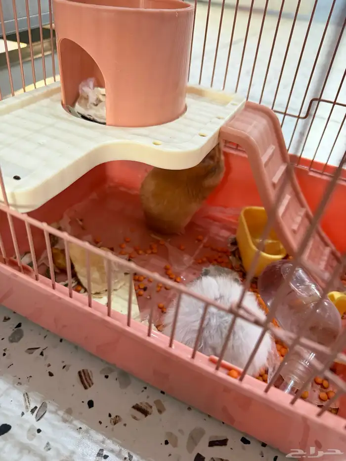 هامستر للبيع 2