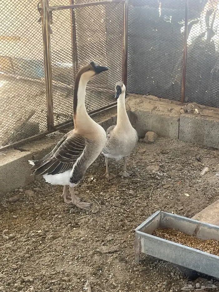 وز عراقي اصيل 1