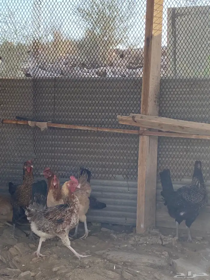 دجاج بلدي بياض شرط فواتح حمر 13