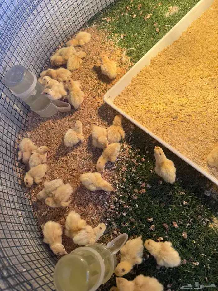 فروخ سمان تكساس بيور وعلى الشرط 0