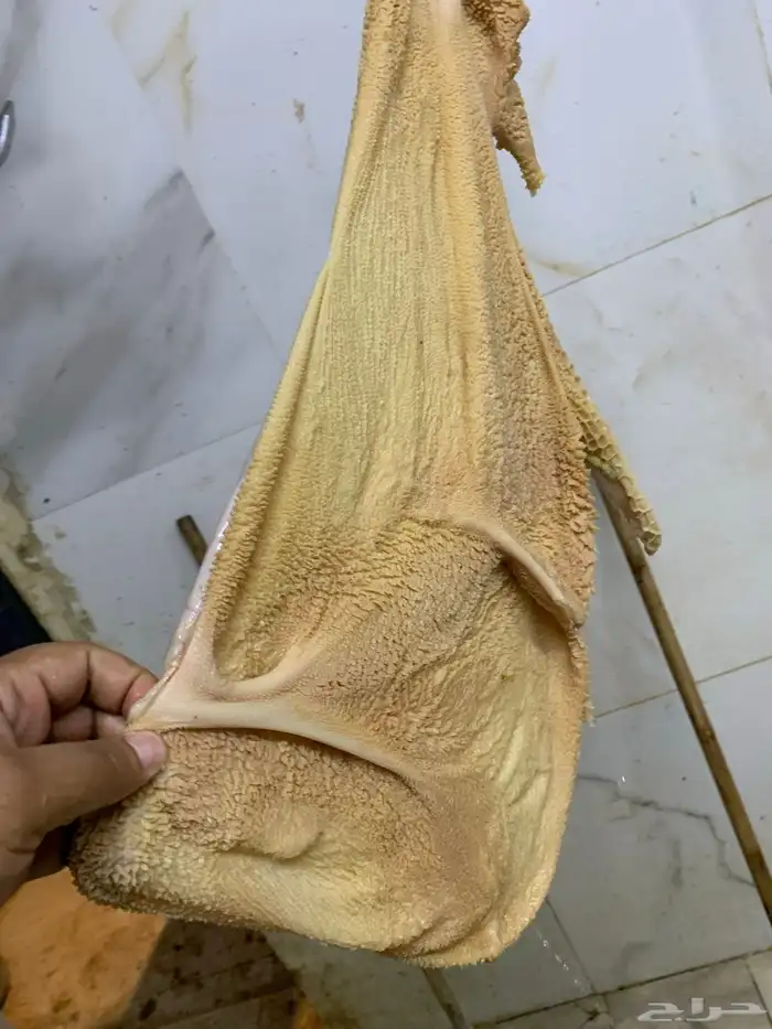 14 رخل نعيمية  جذعات فل شحم 4