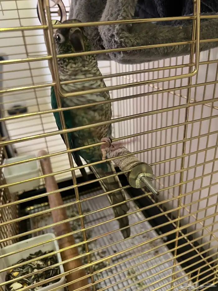 ببغاء كنيور 3