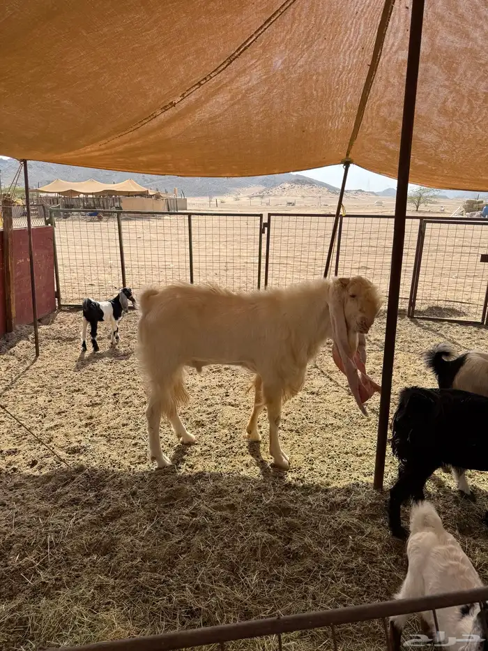 للبيع تيس فحل هولندي مشروط 5