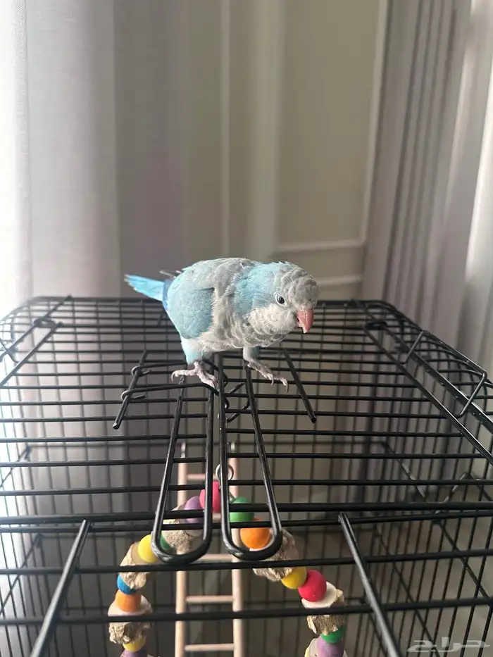 ببغاء كويكر 1