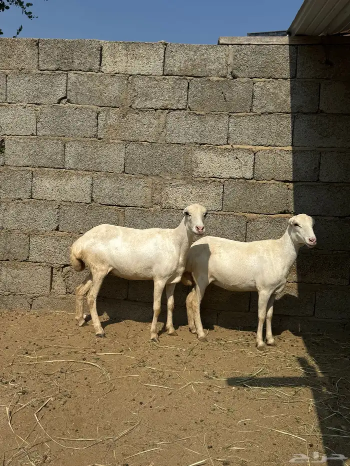 2 نعاج قرايب 1