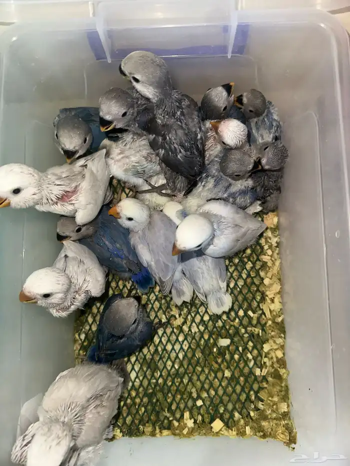 فروخ روز باليد فايلوت هدد قريب 0