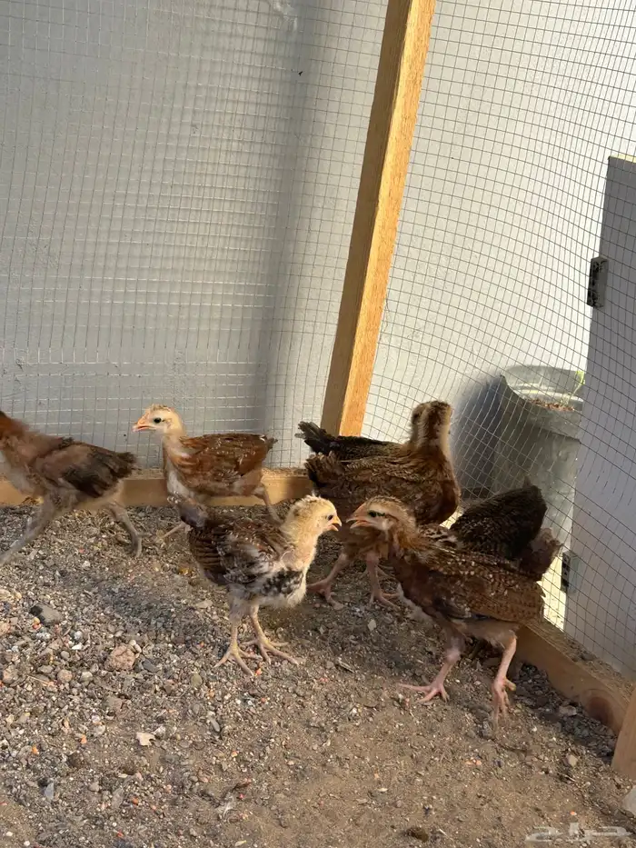 ديك للبيع على السوم و صيصان 1