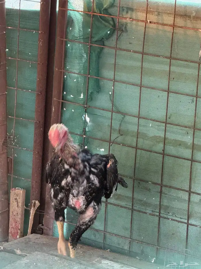 دجاج شامو ياباني 9