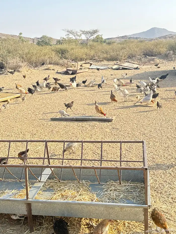 دجاج بلدي فيوم 0