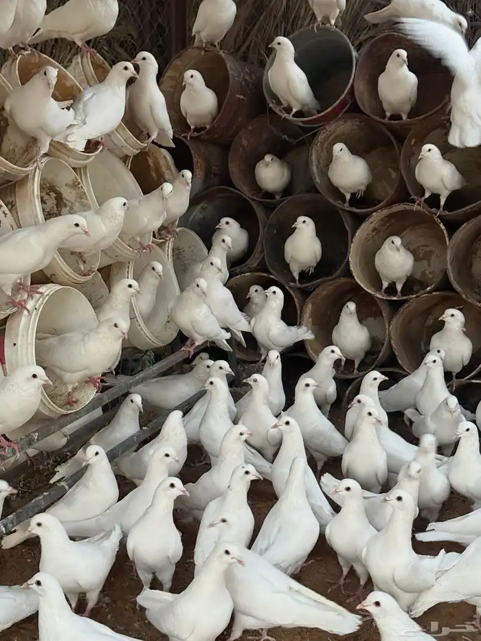 حمام فرنسي 1