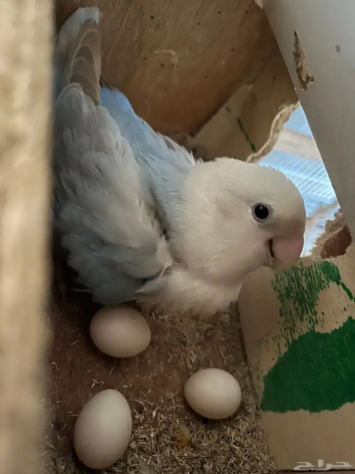 انثى روز منتجه بدون ذكر 0