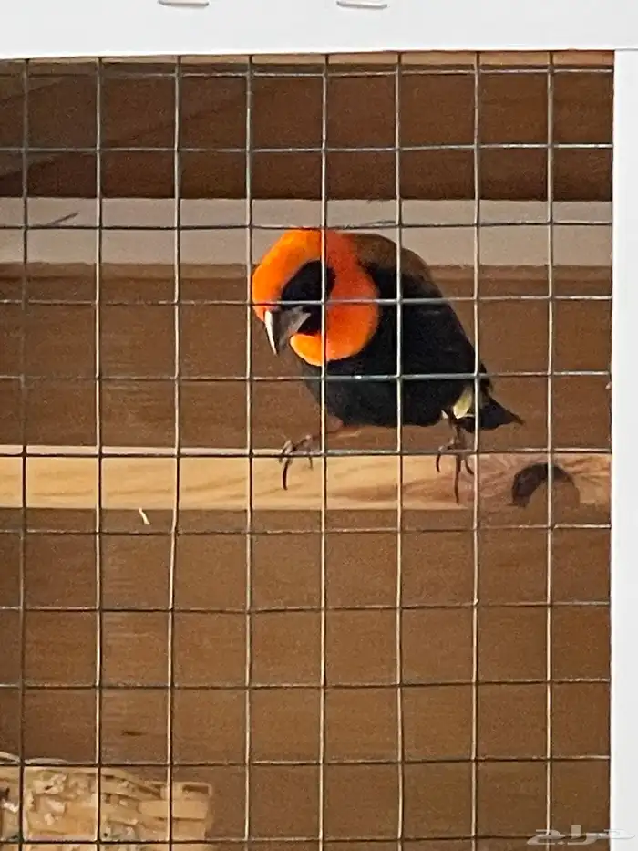 للبيع طيور زينة نساج او خياط ذكر وانثى 0