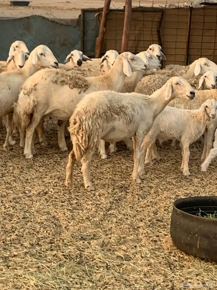 للبيع غنم حريات مواليد ودفيع 5