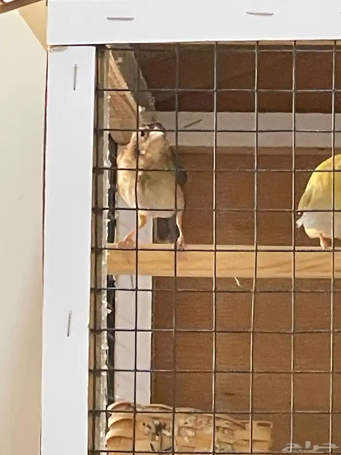 للبيع طيور زينة نساج او خياط ذكر وانثى 2