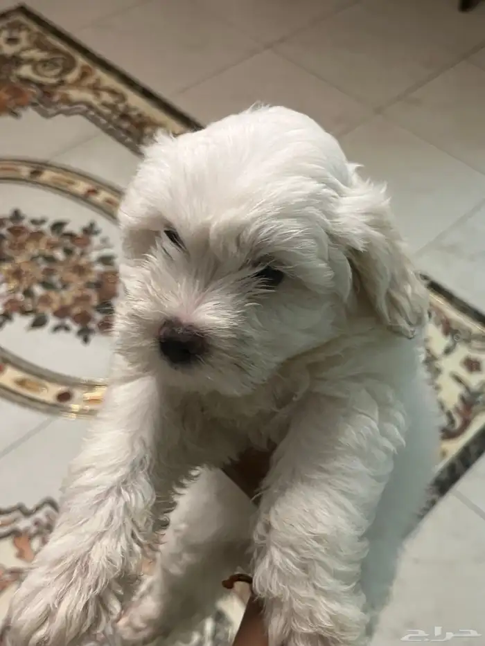 كلاب للبيع المعروضين بالفيد 3