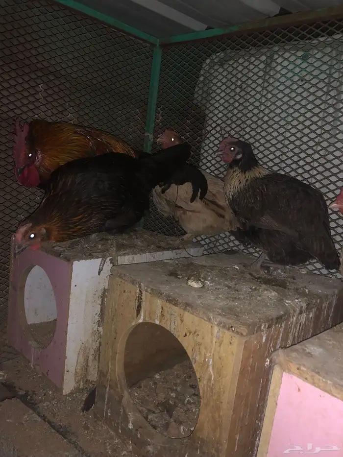 دجاج بلدي تم البيع 4