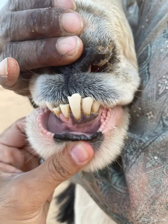 خروف نجدي صنف حار ونشيط على القضب 4