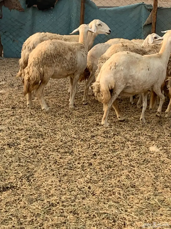 للبيع غنم حريات مواليد ودفيع 7