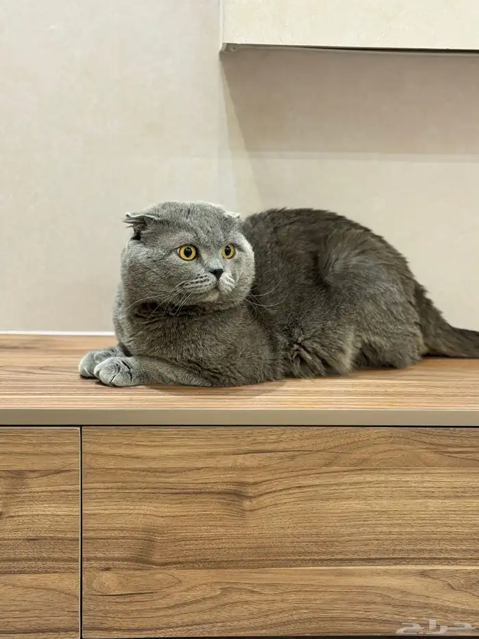 قطه ذكر سكوتش فولد بيور 0