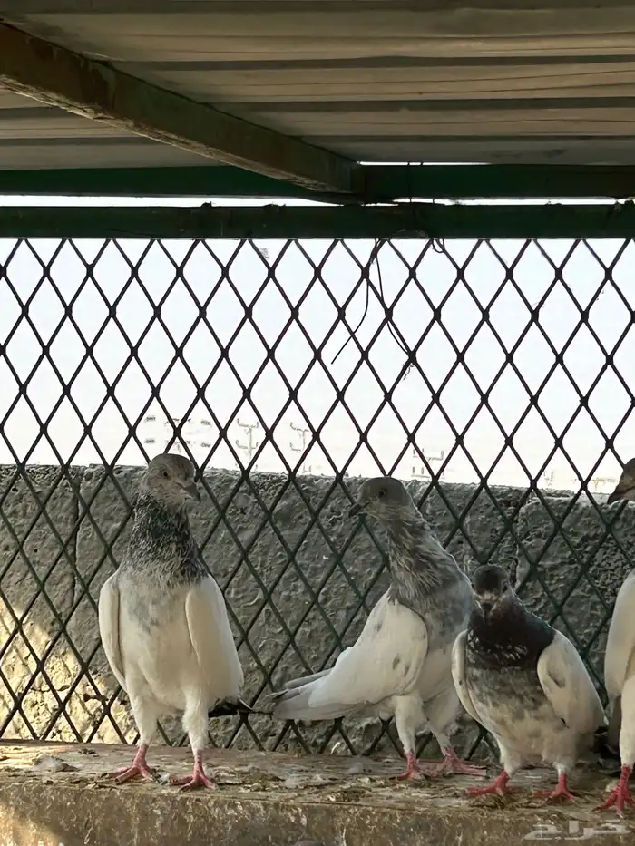 حمام باكستاني ( طيار) 1