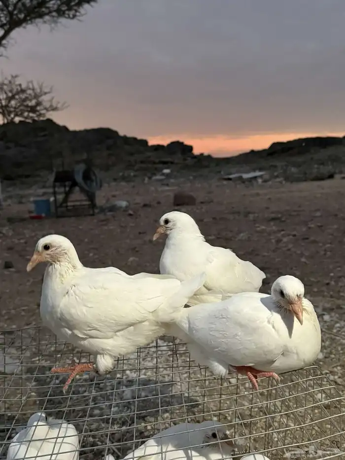 زغاليل فرنسي شرط مشروط نظافه 2