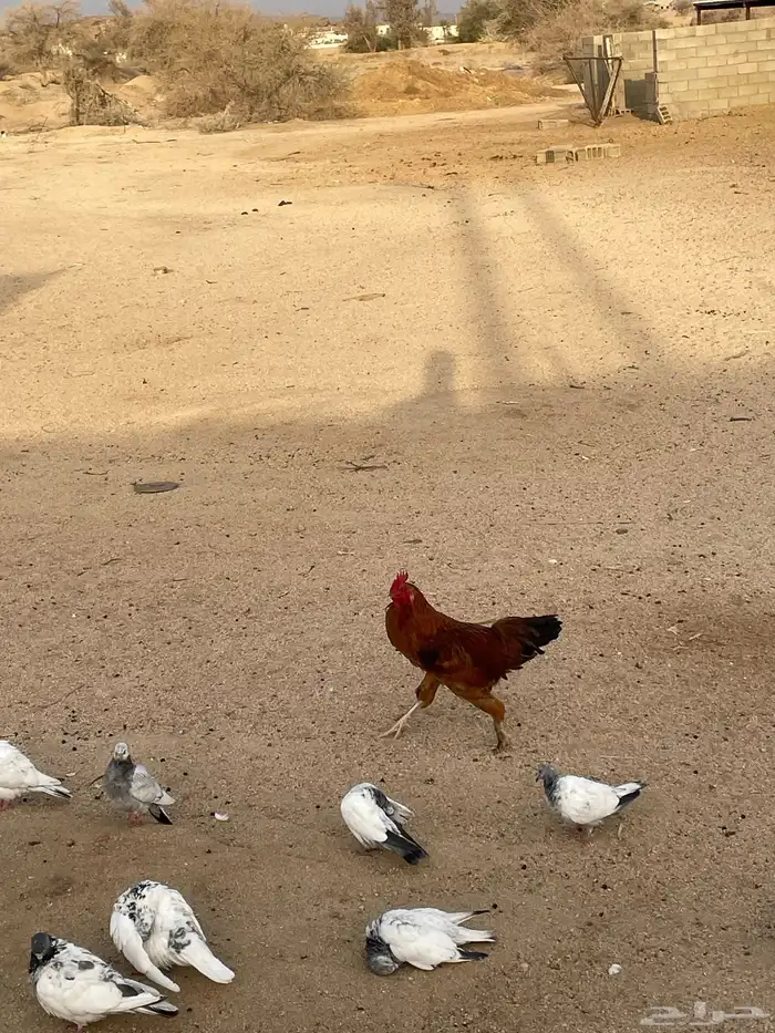 ديك مهجن براهما امه بلديه وبوه براهما عندي صور امه وبوه 4