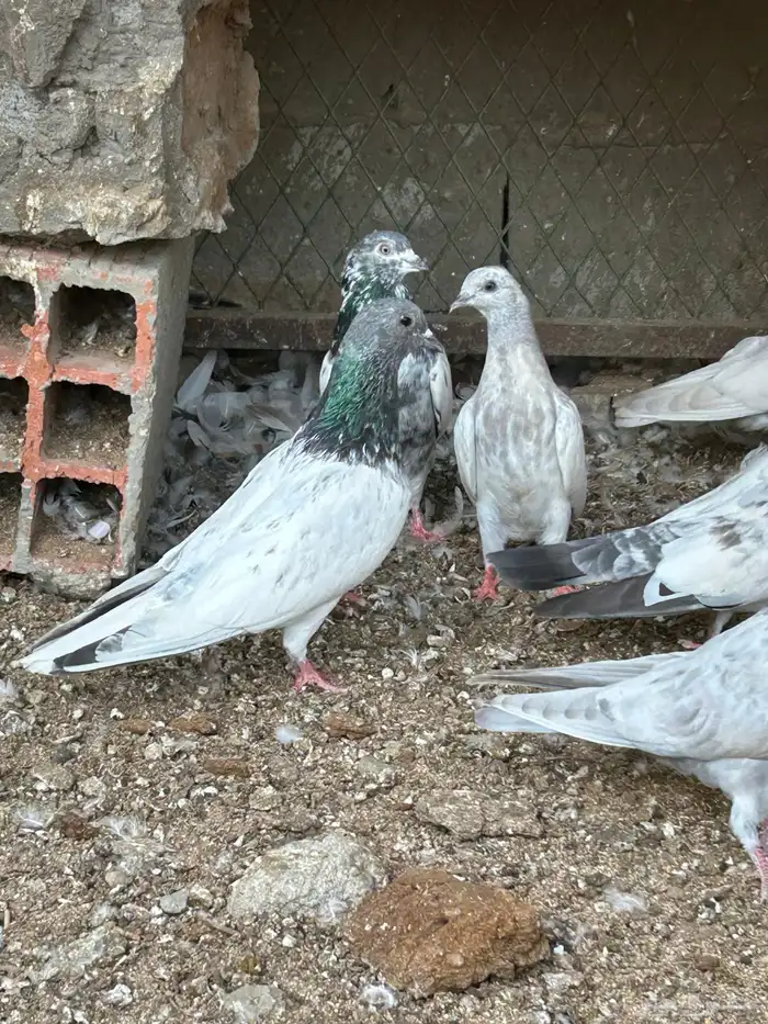 حمام باكستاني ( طيار) 3