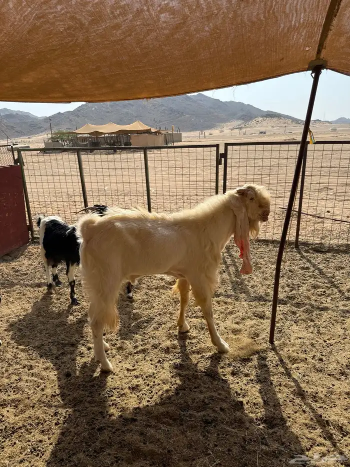 للبيع تيس فحل هولندي مشروط 3