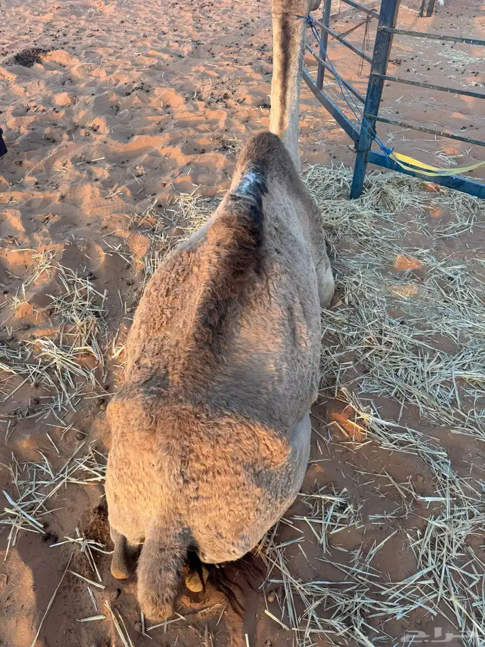 رحول للبيع 1