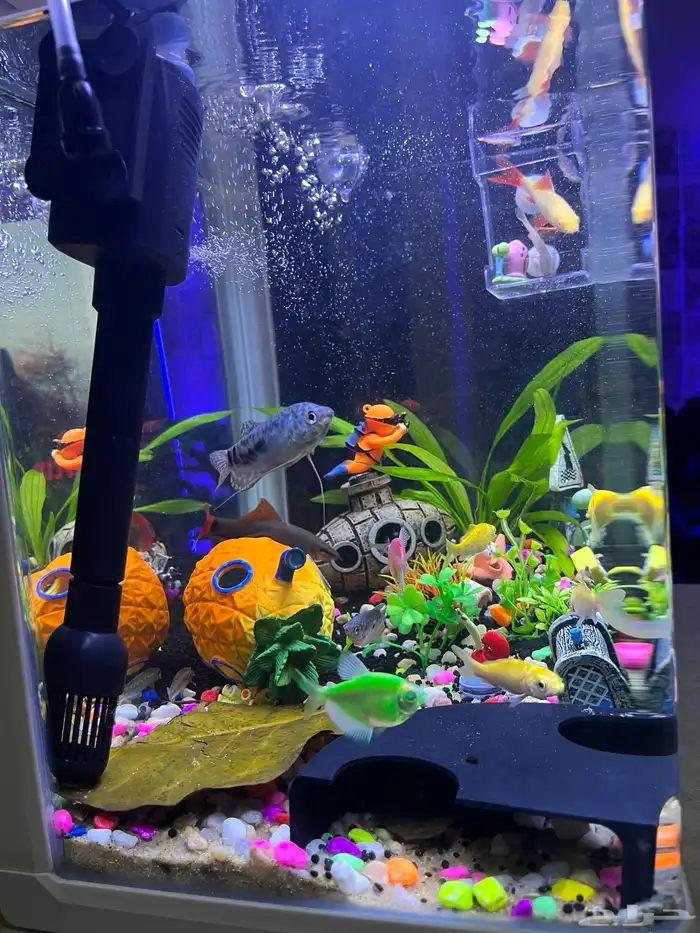 للبيع حوض سمك جميل ونظيف جدا مع كااامل تجهيزاته 1