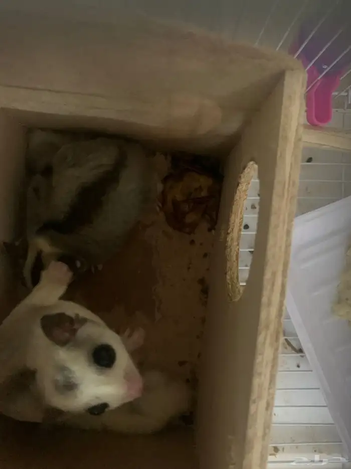 زوج سنجاب طائر 1