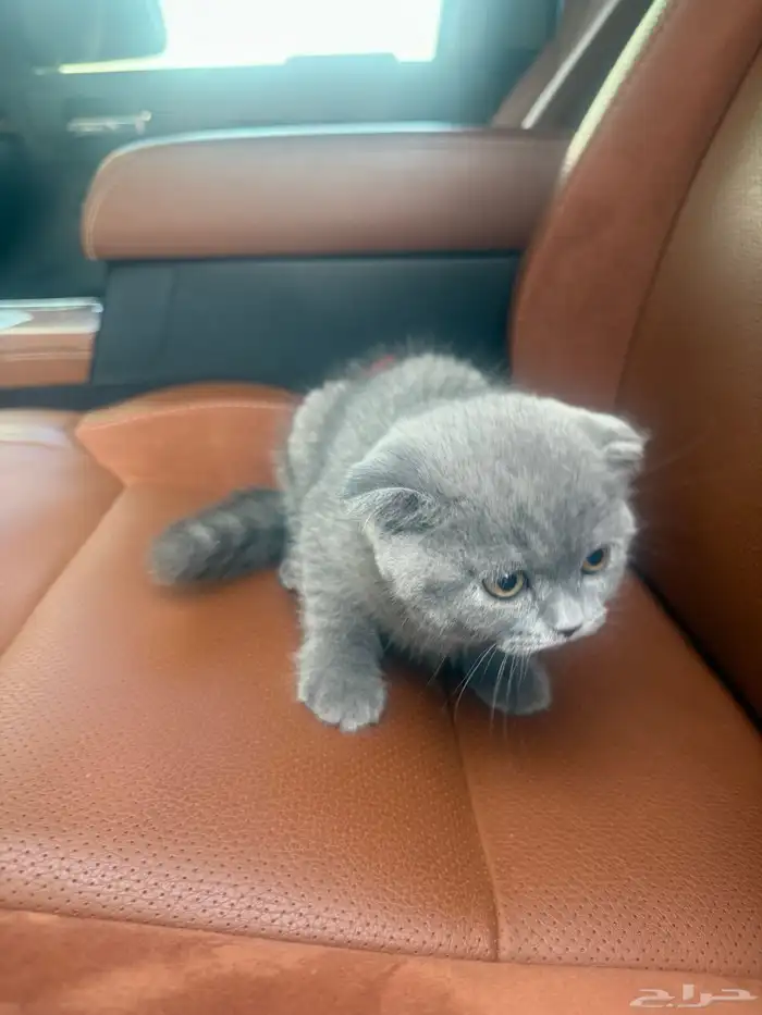 سكوتش اصلي 0